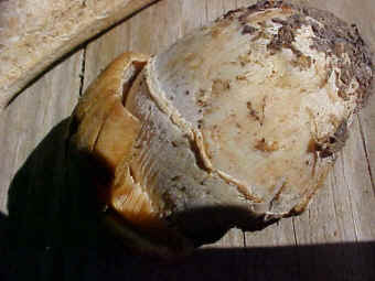 Rozites caperatus