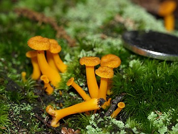 Cantharellus minor