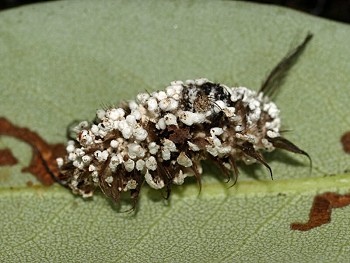 Isaria sp.
