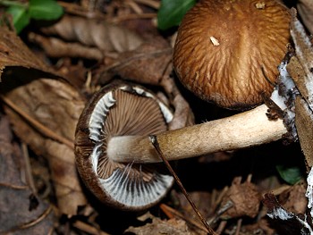 Psathyrella deliniata