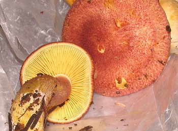 Tricholomopsis rutilans