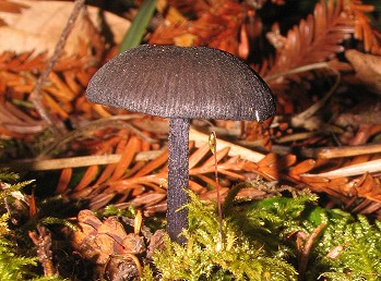 Leptonia violaceonigra