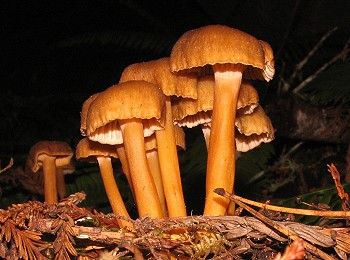 Cantharellus infundibuliformis
