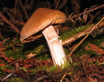 Cortinarius sp.
