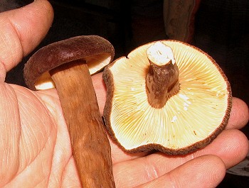 Lactarius�fallax