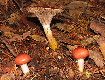 Gomphidius subroseus