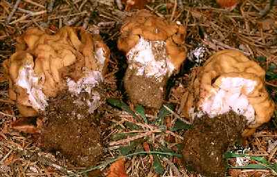 Gyromitra montanum ª Mike Wood
