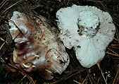 Hygrophorus purpurascens