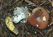 Gomphidius glutinosus