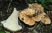 Gomphus bonarii