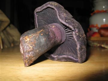 Cortinarius violaceus