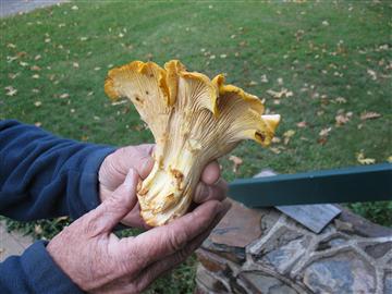 Cantharellus cascadensis