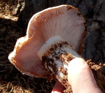 Cortinarius sp