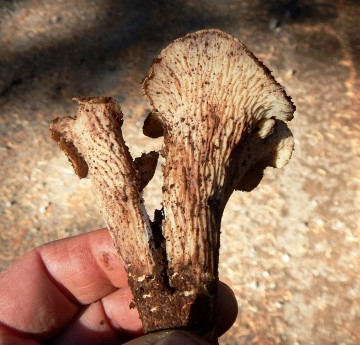 Gomphus clavatus?