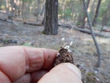 Strobilurus trullisatus (fir cone Strobilurus)