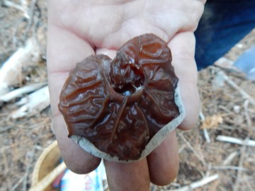 One Tree Ear in hand