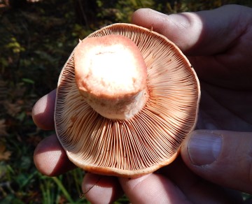 Lactarius rubrilacteus (red latex)