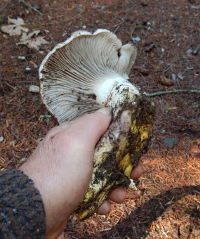 Large Gomphidius glutinosus (Hideous Gomphidius)