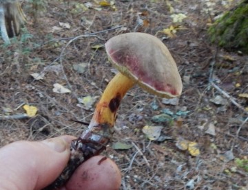 Boletus or Sulllus?
