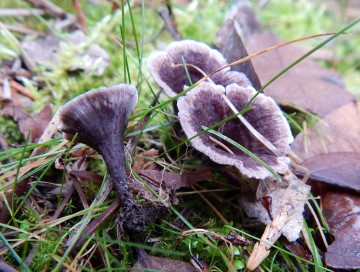 Some tiny polypore fungi