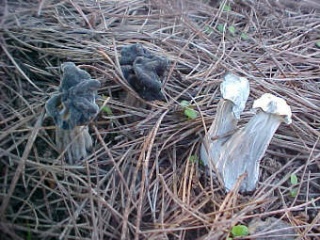 Helvella lacunosa