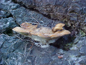 Inonotus dryadeus